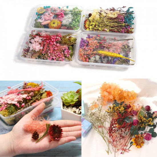 Natural Real Dried Flowers 20552